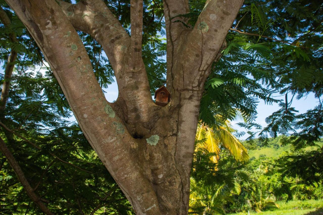 The Serene House Bed & Breakfast Luquillo Luaran gambar