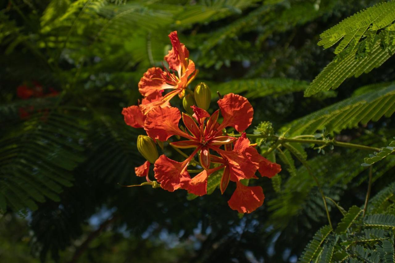 The Serene House Bed & Breakfast Luquillo Luaran gambar